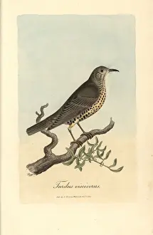 Mistle: Misseltoe thrush, Mistle thrush, Turdus viscivorus
