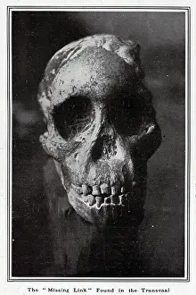 Australopithecus: Missing Link Skull