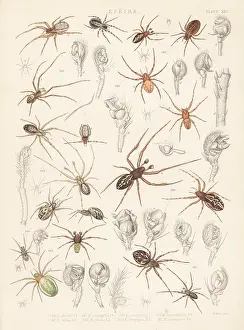 Arachnology: Missing sector orb weavers, cricket bat and cucumber