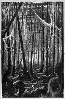 Mississipi: MISSISSIPI CYPRESS SWAMP