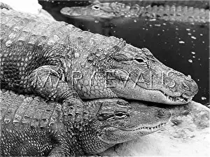 Alligators: MISSISSIPPI ALLIGATORS