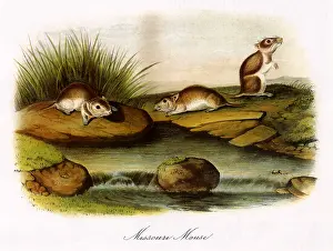 Missouri: Missouri Mice