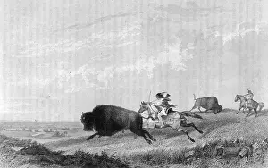 Pursue: Missouri Native Americans Hunt Buffalo