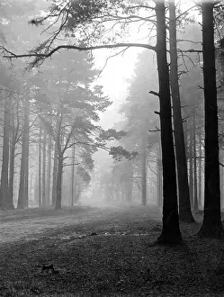 Oxshott: Mist in the Pinewoods