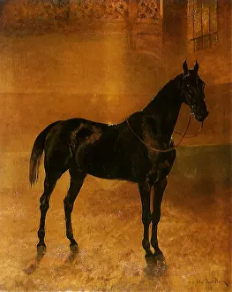 Equines: Mister Dohege Horse