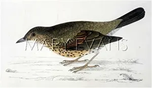Mistle: MISTLE THRUSH