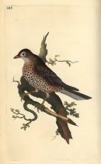 Mistle: Mistle thrush, Turdus viscivorus