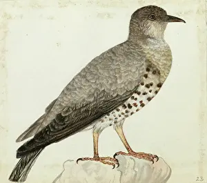 Himalayas: Mistle Thrush, Turdus viscivorus