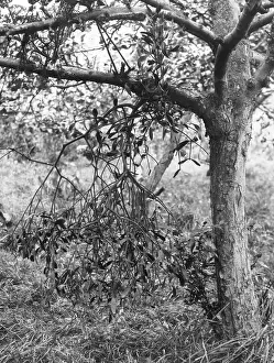 Viscum: MISTLETOE
