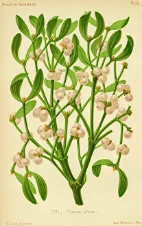Viscum: Mistletoe