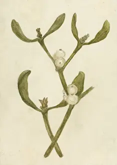 Attaches: Mistletoe