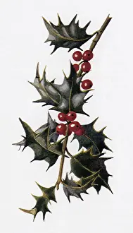 Mistletoe: Mistletoe