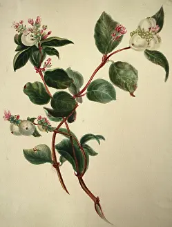 Mistletoe: Mistletoe