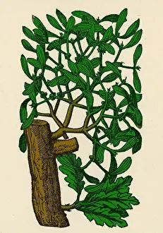 Rituals: Mistletoe, Alchemy Plant