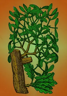 Rituals: Mistletoe, Alchemy Plant