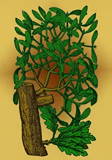 Rituals: Mistletoe, Alchemy Plant