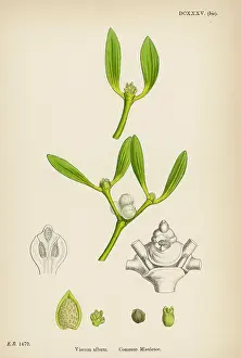 Mistletoe Botanical