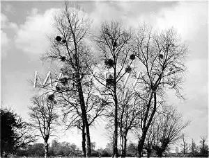 Rooks: MISTLETOE NESTS