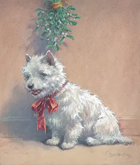Ambler: Under the Mistletoe (Scottish terrier)