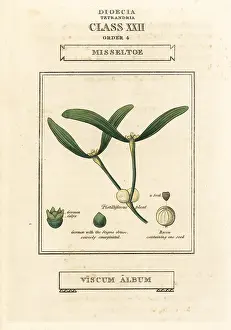 Viscum: Mistletoe, Viscum album