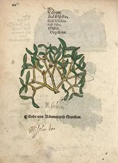 Viscum: Mistletoe, Viscum album