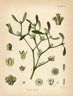 Viscum: Mistletoe, Viscum album
