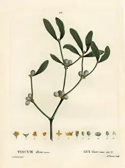 Poupee: Mistletoe, Viscum album