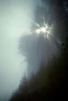 Redwood: Misty Sunburst Rays Shining