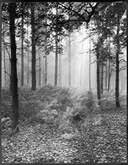 Larch: MISTY WOOD 1930S