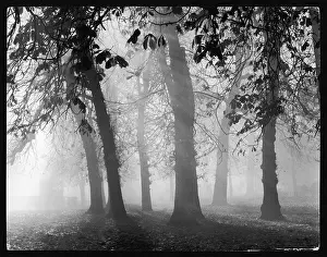 Mists: Misty Woods