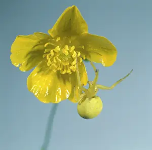 Buttercup: Misumena vatia, flower spider