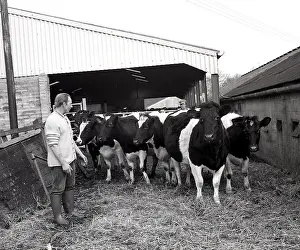 Chevis: Mitchell cattle