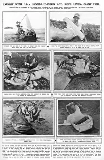 %iln: Mitchell Hedges and Giant Fish, 1923