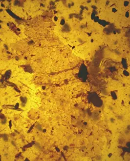 Mite: Mite in amber