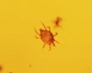Mite: Mite in baltic amber