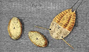 Micrographia: Mite Eggs, Robert Hooke, Micrographia, 1665