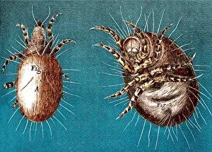 Micrographia: Mites, Robert Hooke, Micrographia, 1665