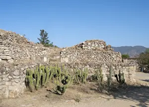 Cactus: Mitla, Oaxaca, Mexico