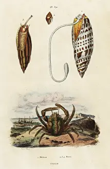 Du Casse: Mitre shells and green clinging crab