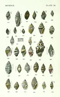 Comparative: Mitridae