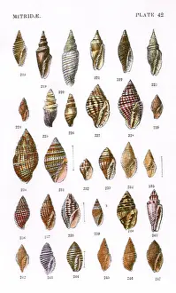 Roughly: Mitridae Shells