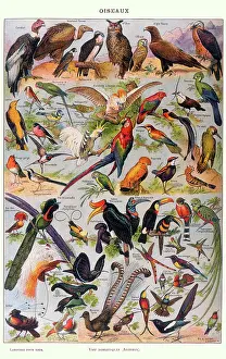 Oiseaux: MIXED BIRDS