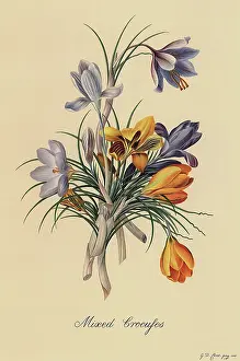 Dionysius: Mixed Crocuses