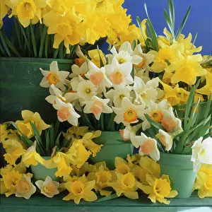 Millar: Mixed daffodils in four green pot