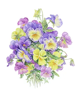 Pansies: Mixed Pansies