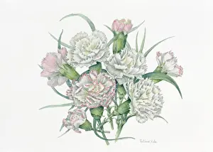Pinks: Mixed Pinks