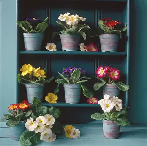 Millar: Mixed Polyanthus ' in blue pots