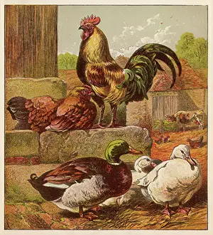 Waddle: MIXED POULTRY