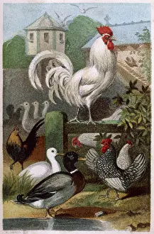 Bantam: Mixed Poultry (Beeton)