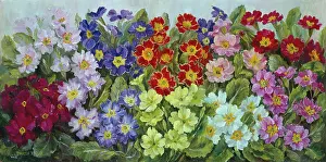 Primulas: Mixed Primulas ' red, yellow, pink etc